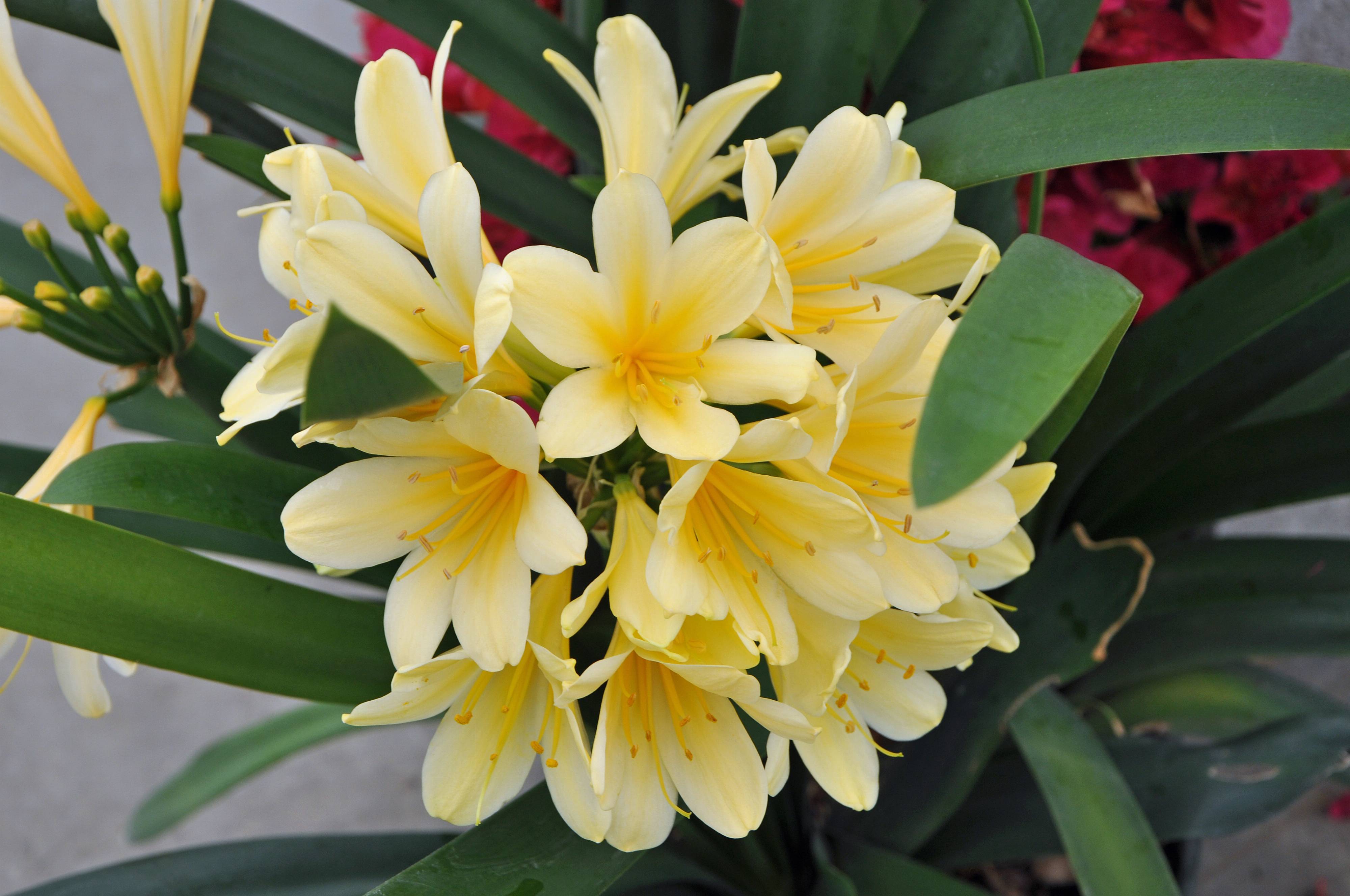 Clivia miniata 'Belgian Yellow' - Belgian Yellow Natal Lily | PlantMaster