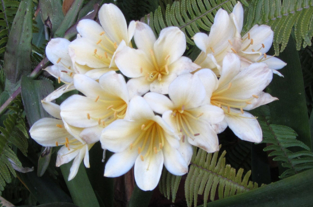 thumbnail image 2 of YEGAOL Garden 20Pcs Kaffir Lily Seeds Clivia Miniata Natal 2 of 11