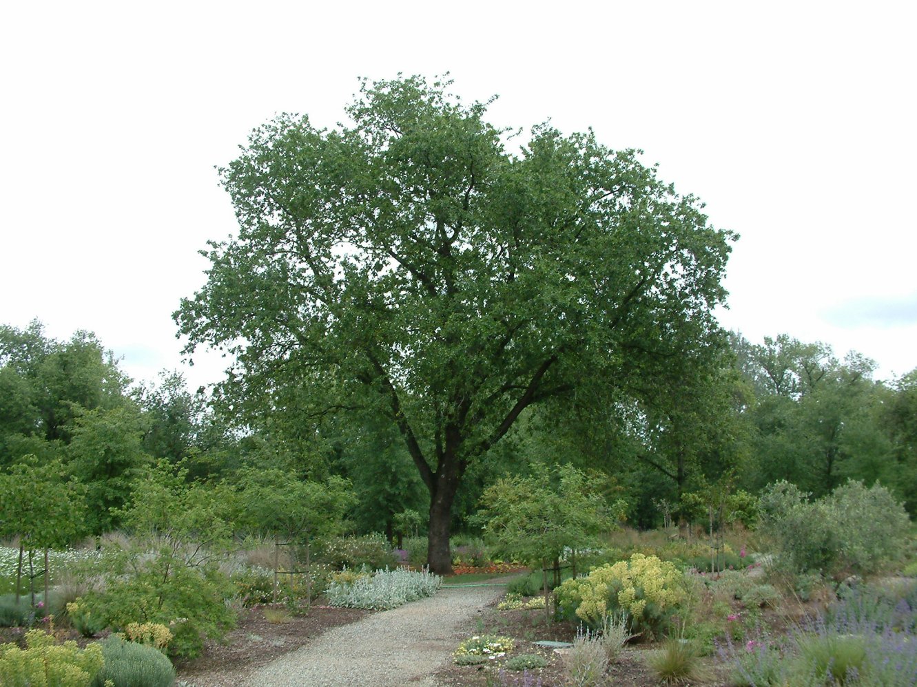 Quercus Lobata White Oak