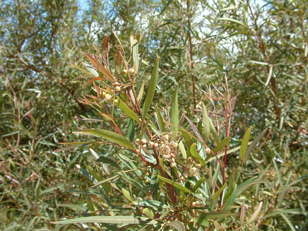 Rhus lancea