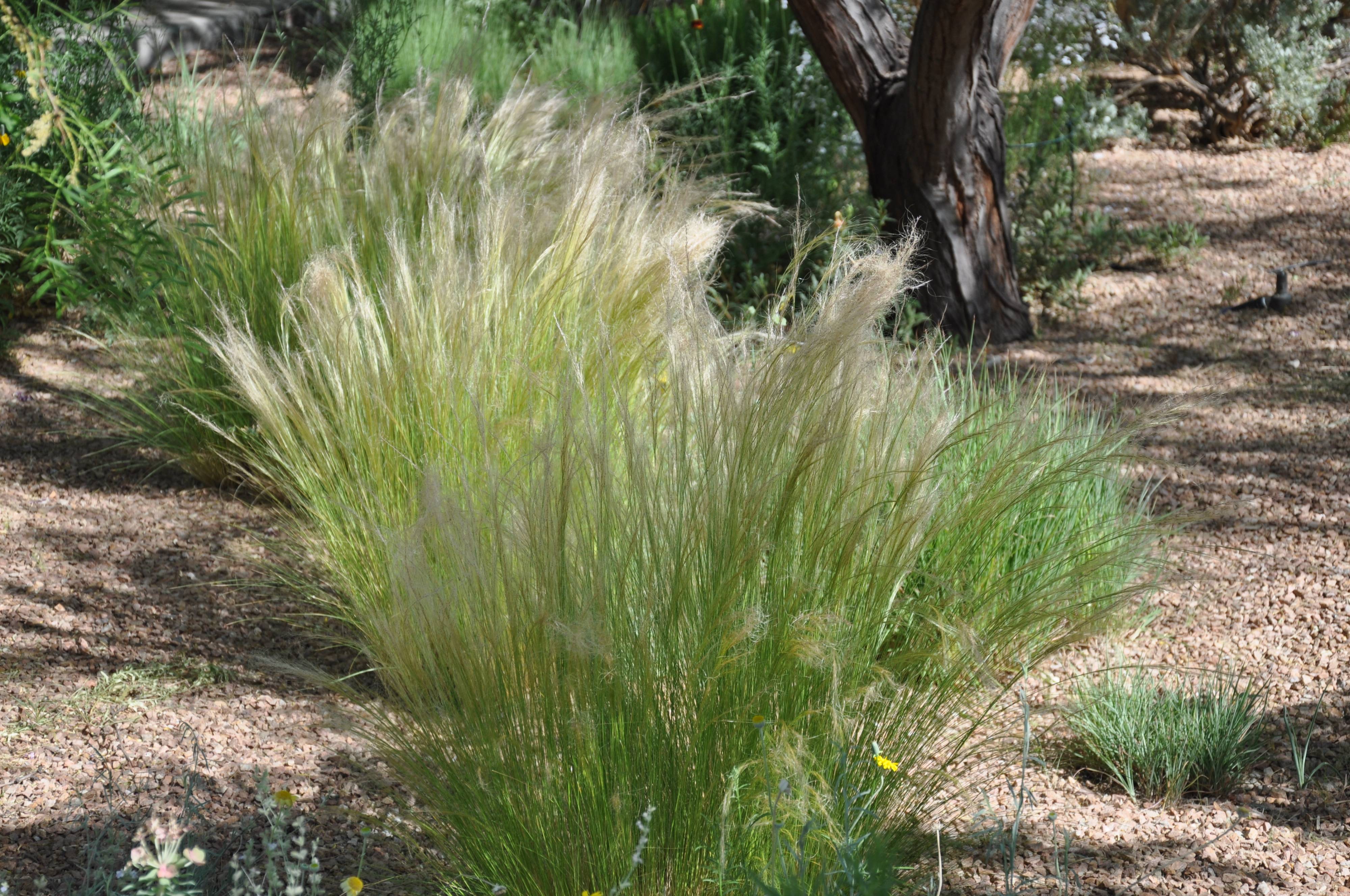 Stipa Tenuissima Mexican Feather Grass