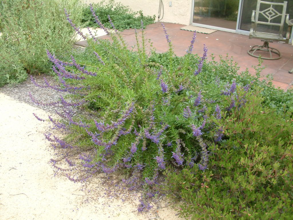 Trichostema lanatum - Woolly Blue Curls | PlantMaster