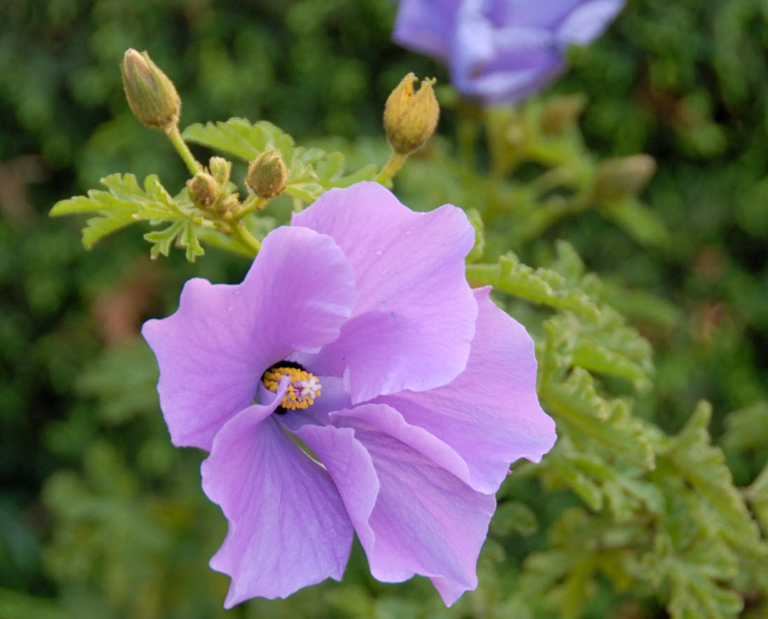Alyogyne huegelii - Blue Hibiscus | PlantMaster, image size:1095x883