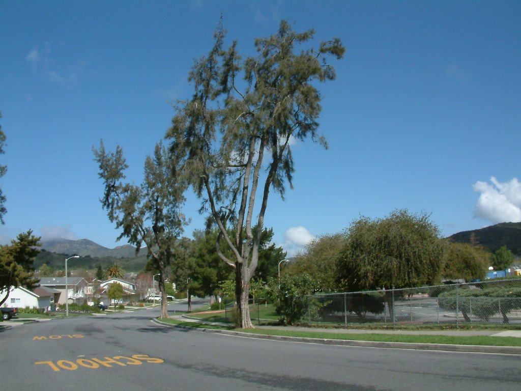 casuarina cunninghamiana