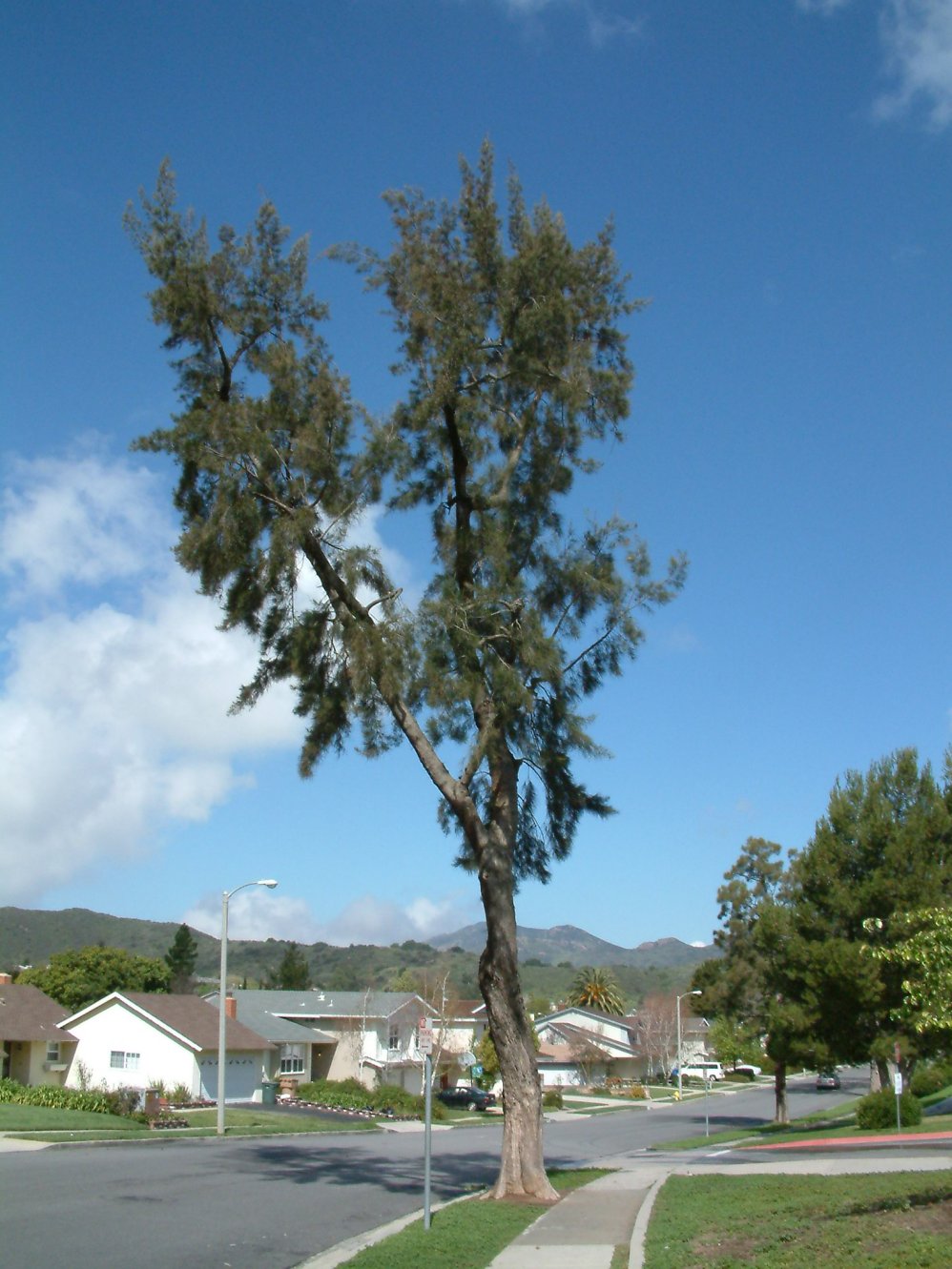 Casuarina Di Cunningham - Casuarina Cunninghamiana (Cura - Foto 8
