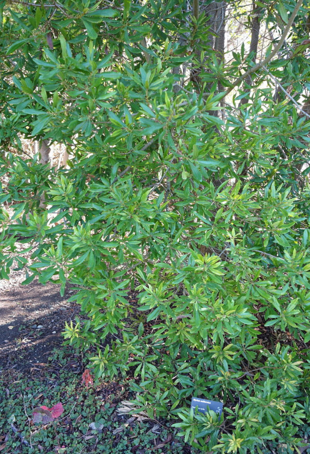 Myrica californica