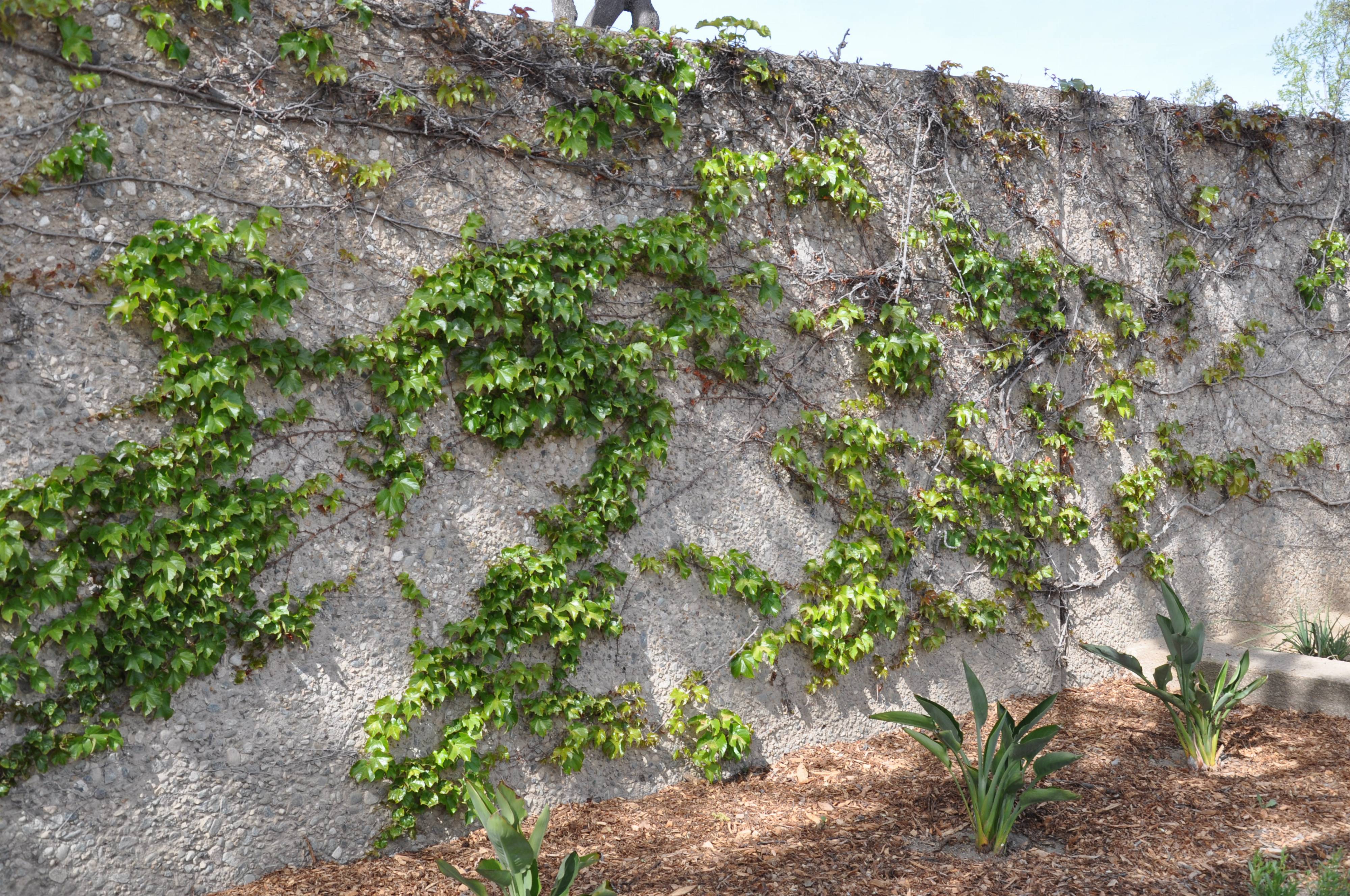 Cissus rhombifolia