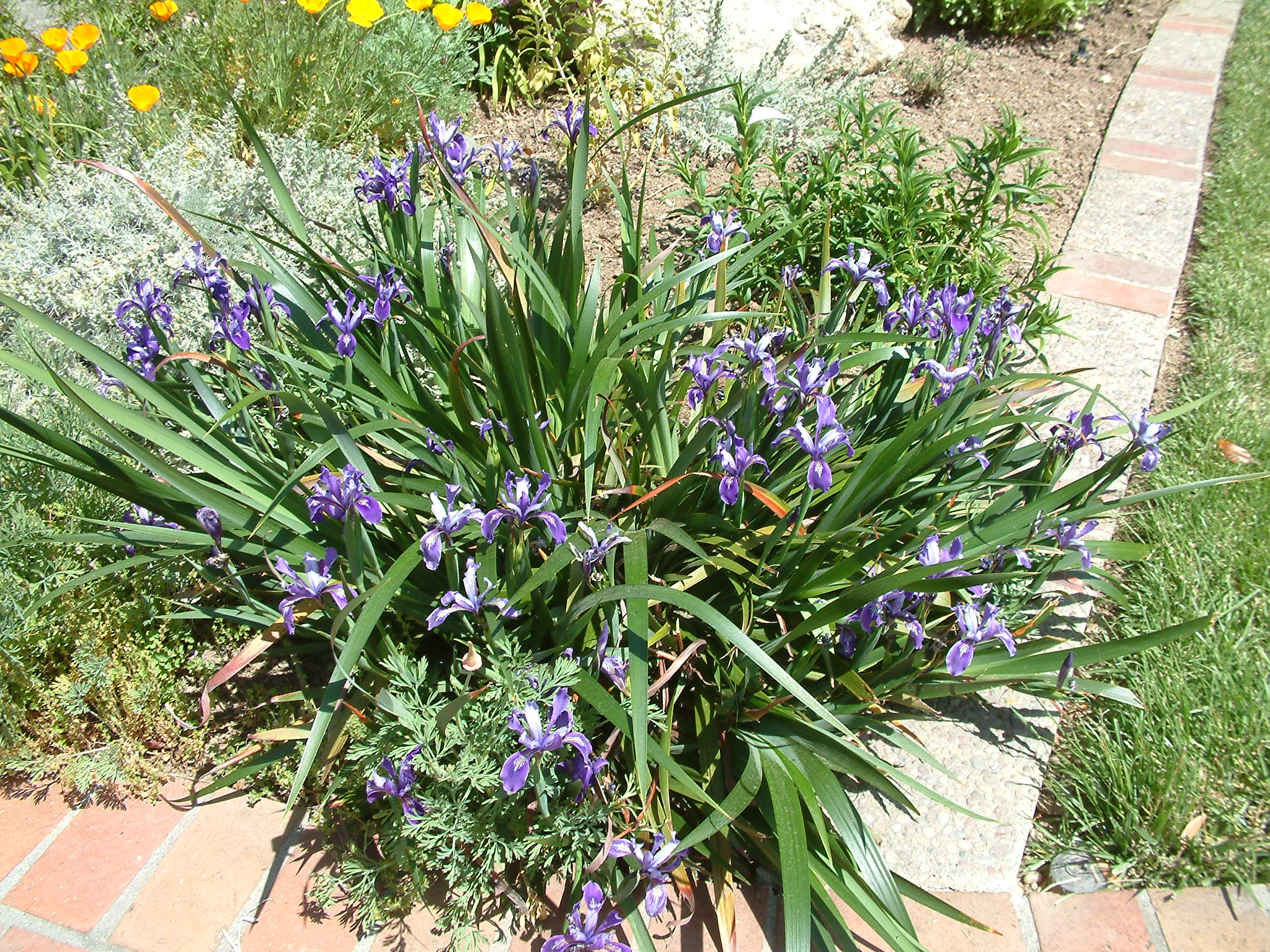 Iris douglasiana - PlantMaster