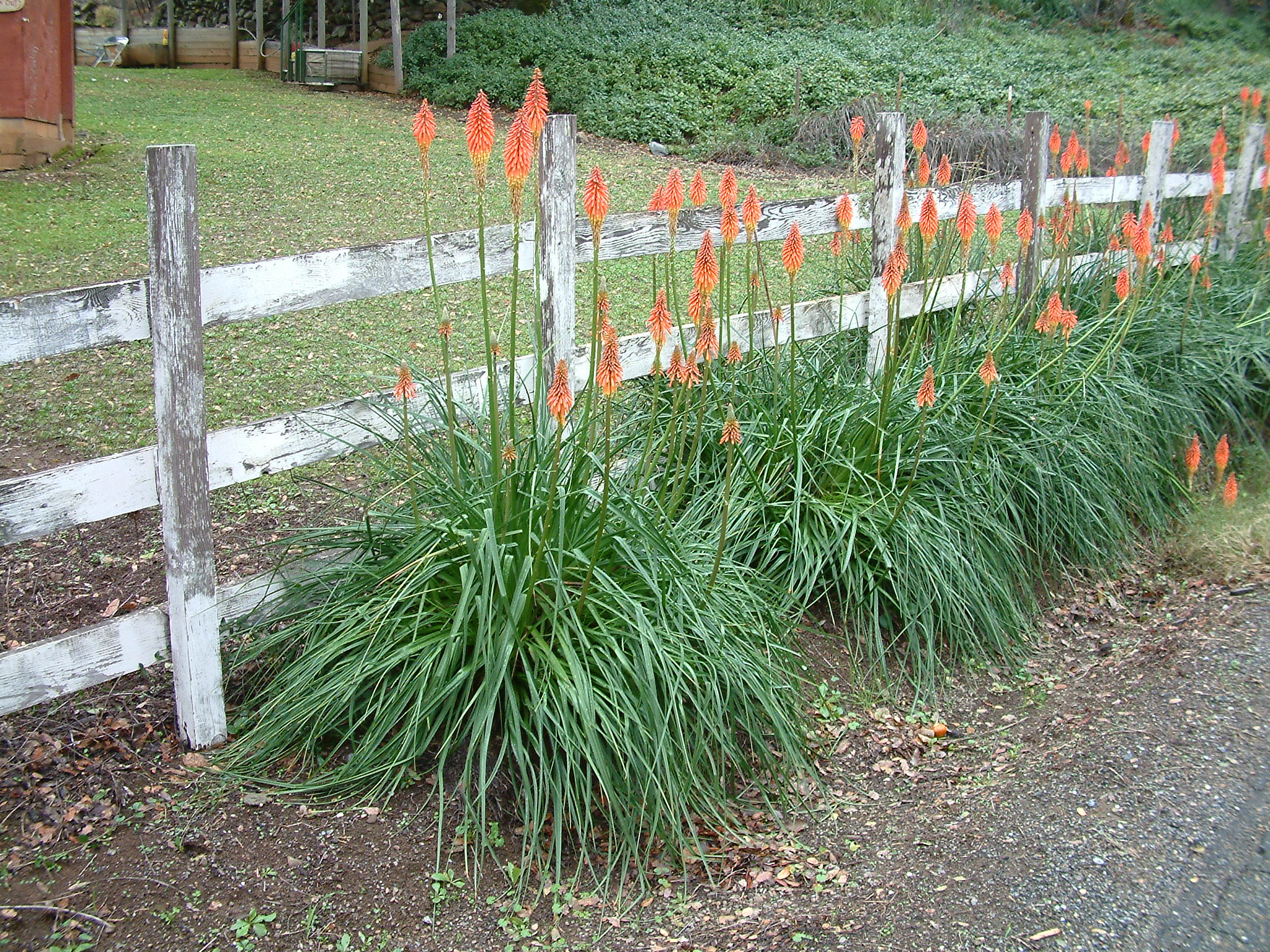 Red Hot Pokers... how awesome is THIS?? Hosta gardens, Rock garden, Perennials