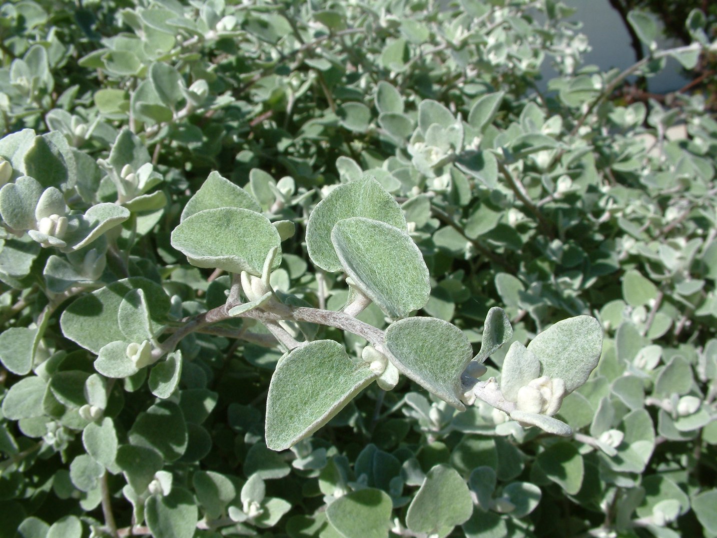 Helichrysum petiolare