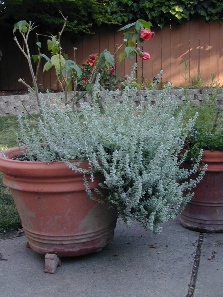 Helichrysum 'Silver Mist