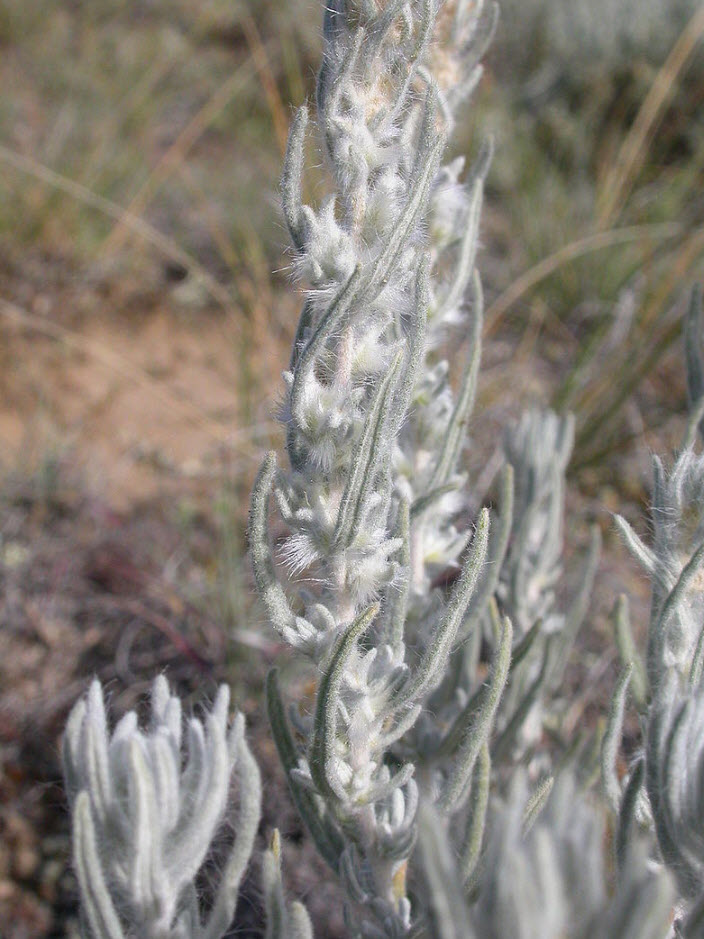 Krascheninnikovia lanata Winterfat is common on the clay f. Flickr