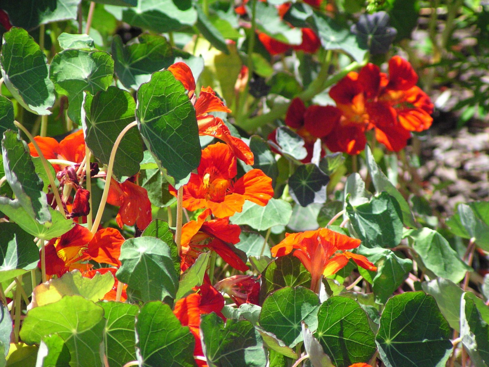 rabatt plants are purple Gift Card 30€