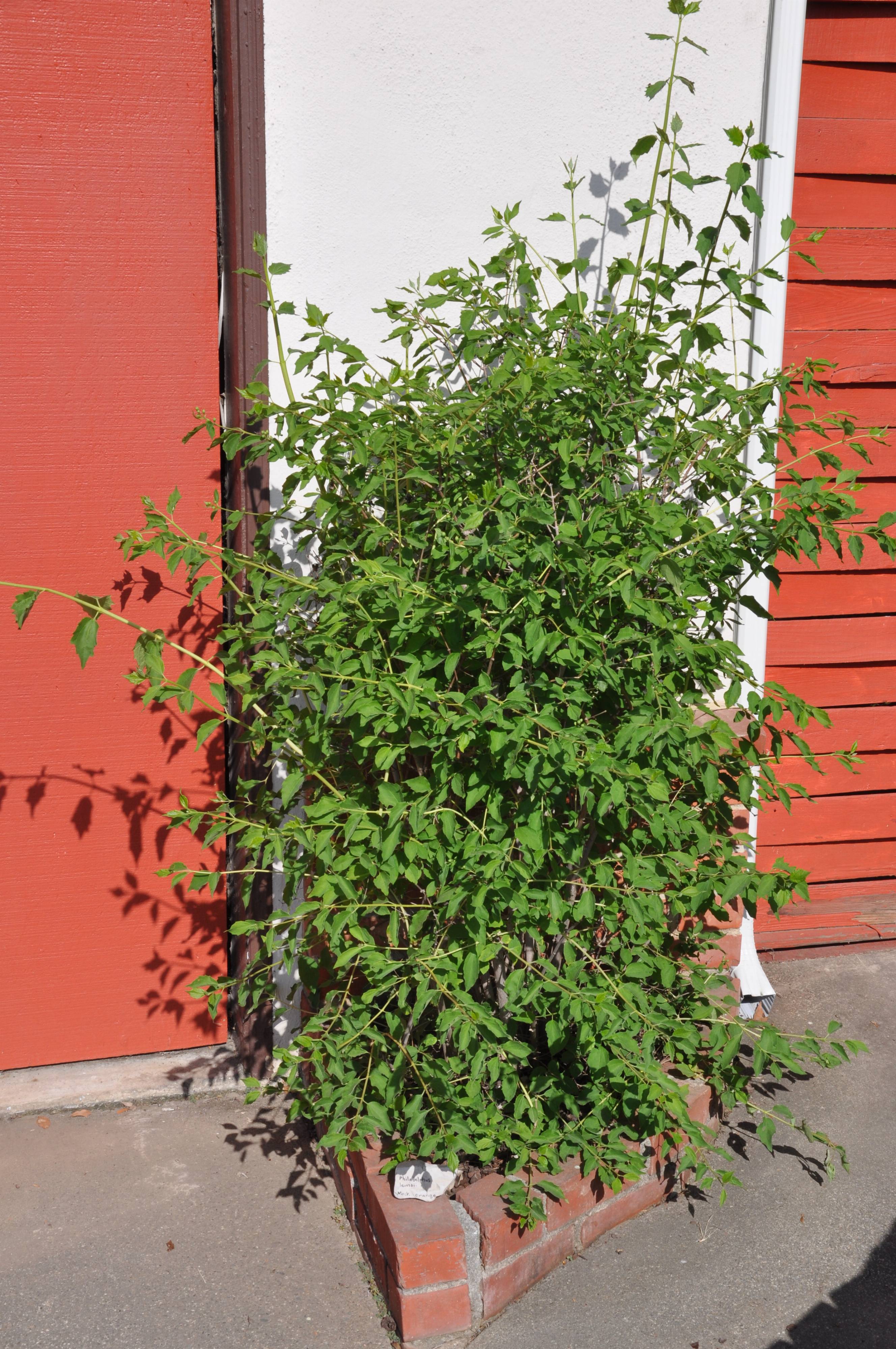 Philadelphus lewisii