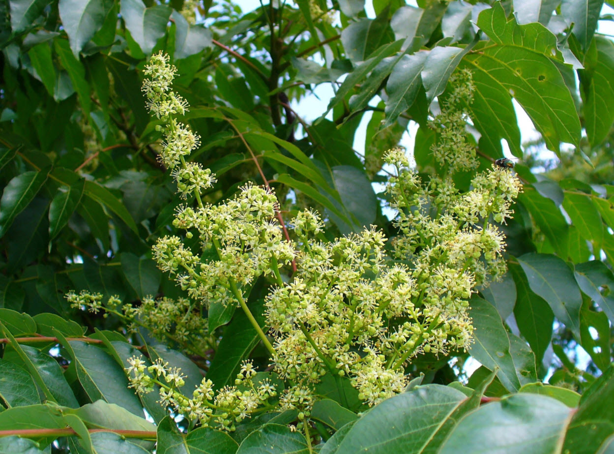 Ailanthus altissima - Tree of heaven | PlantMaster