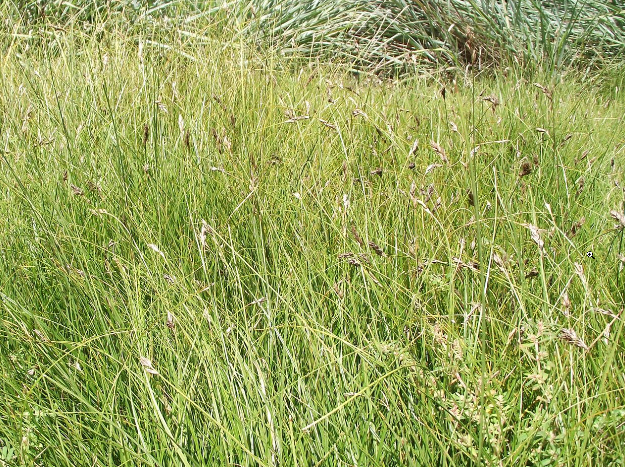 Carex pansa