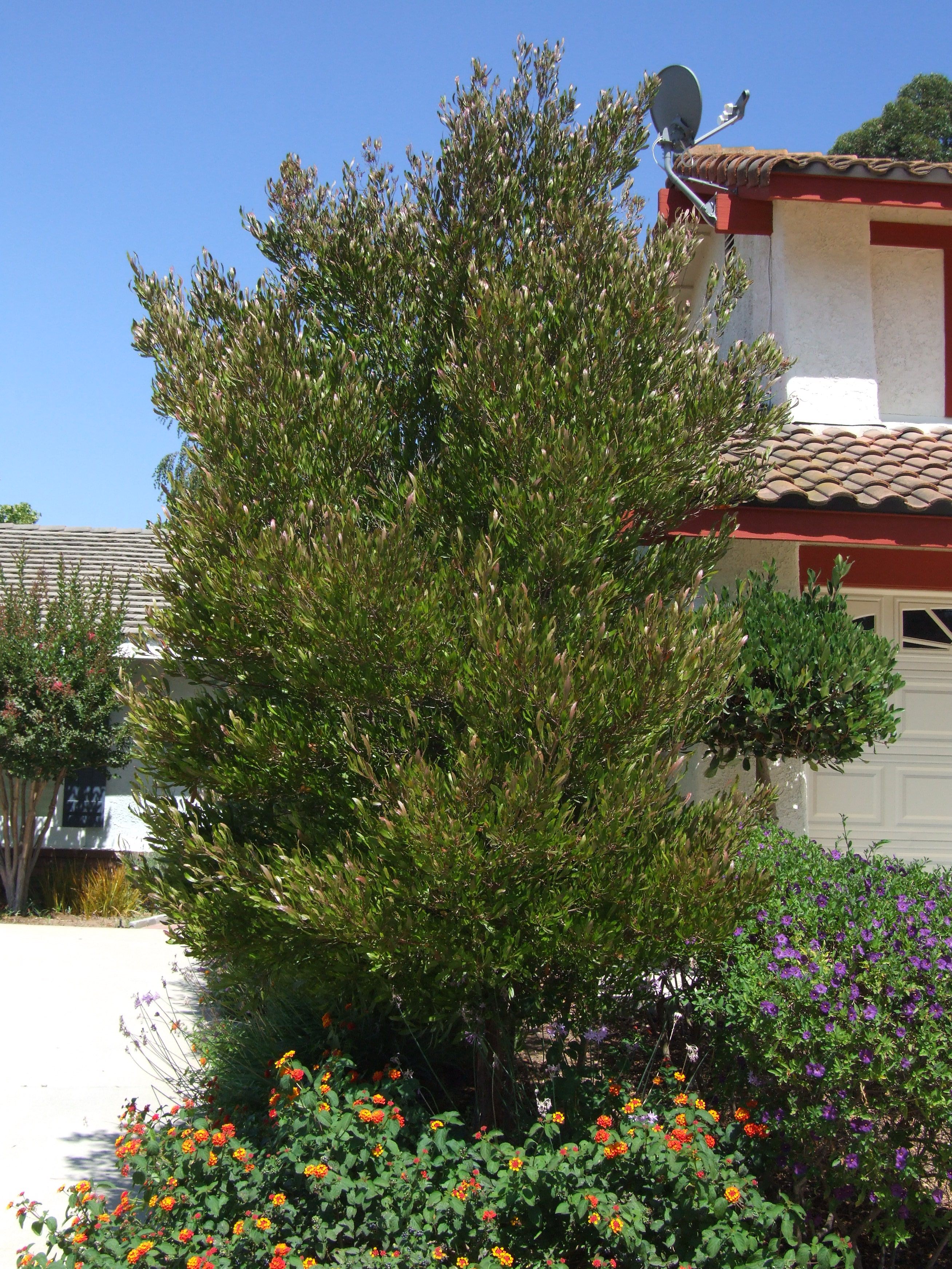 Dodonaea Viscosa Green Hopseed Bush Plantmaster