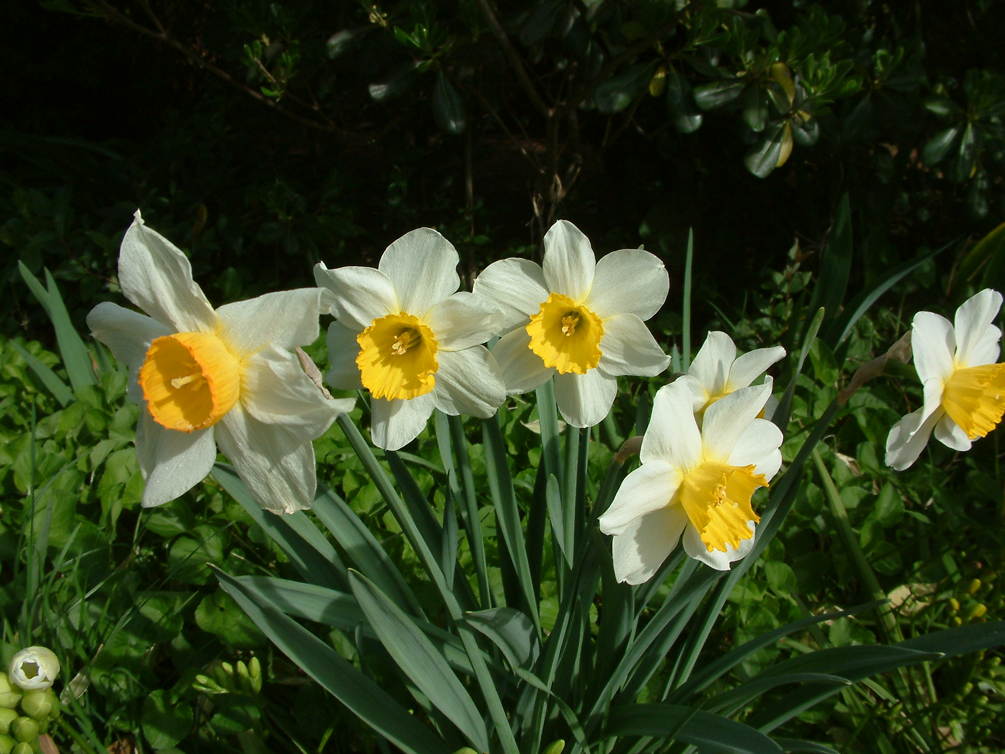 narcissusページ Narcissus Assorted Varieties - Daffodil | PlantMaster