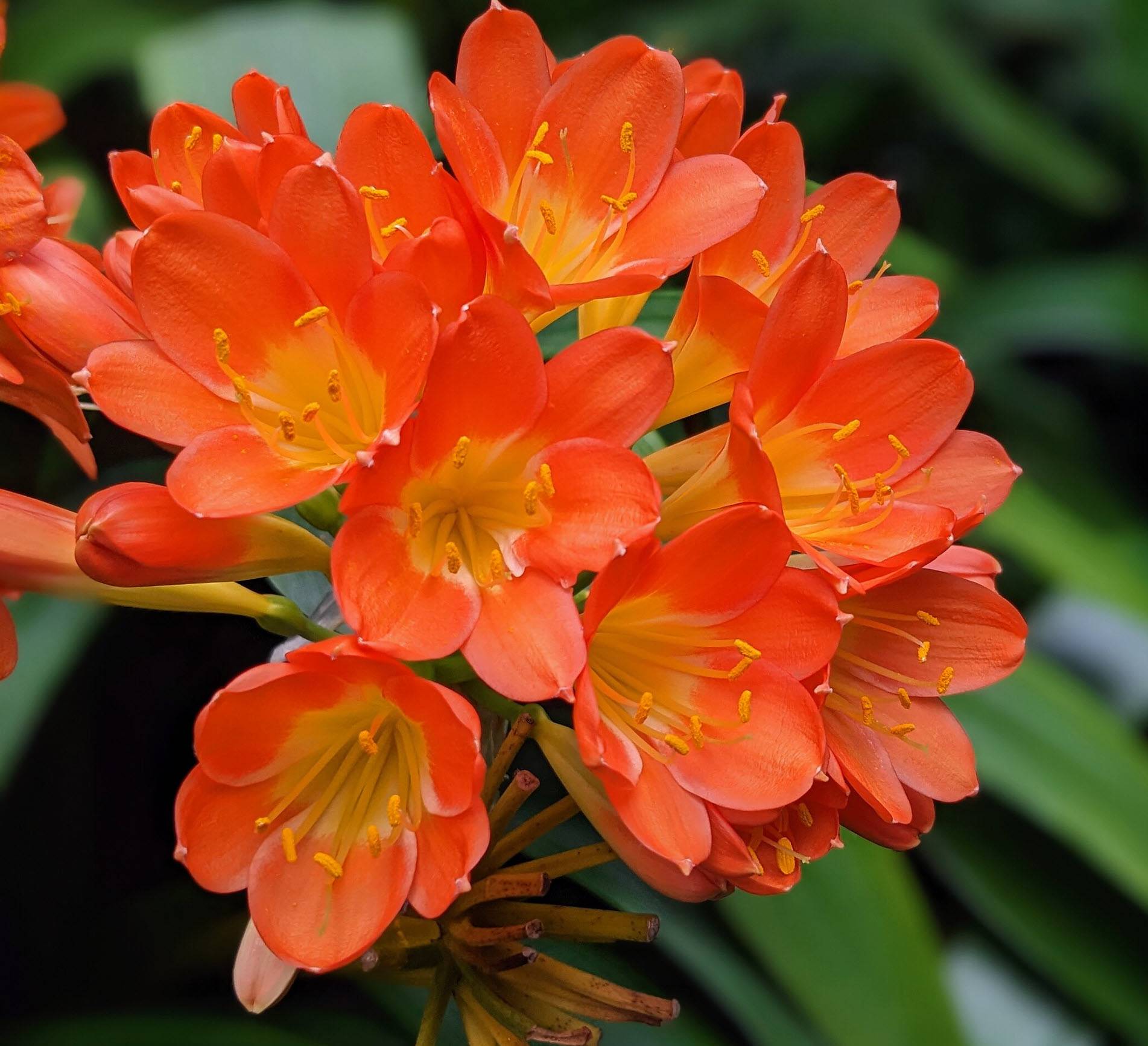 Clivia miniata - Natal Lily | PlantMaster