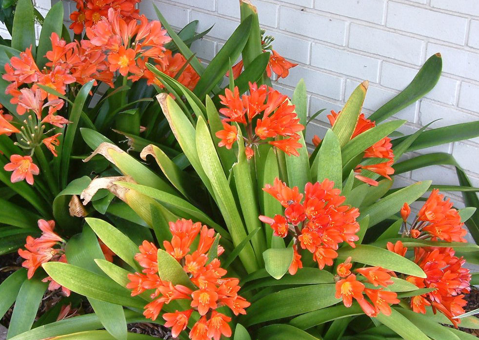 Clivia miniata - Natal Lily | PlantMaster