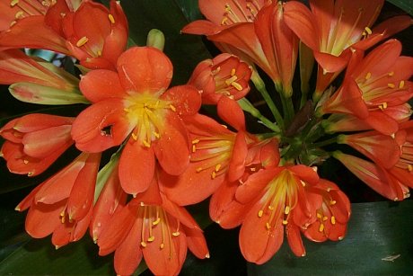 Clivia miniata