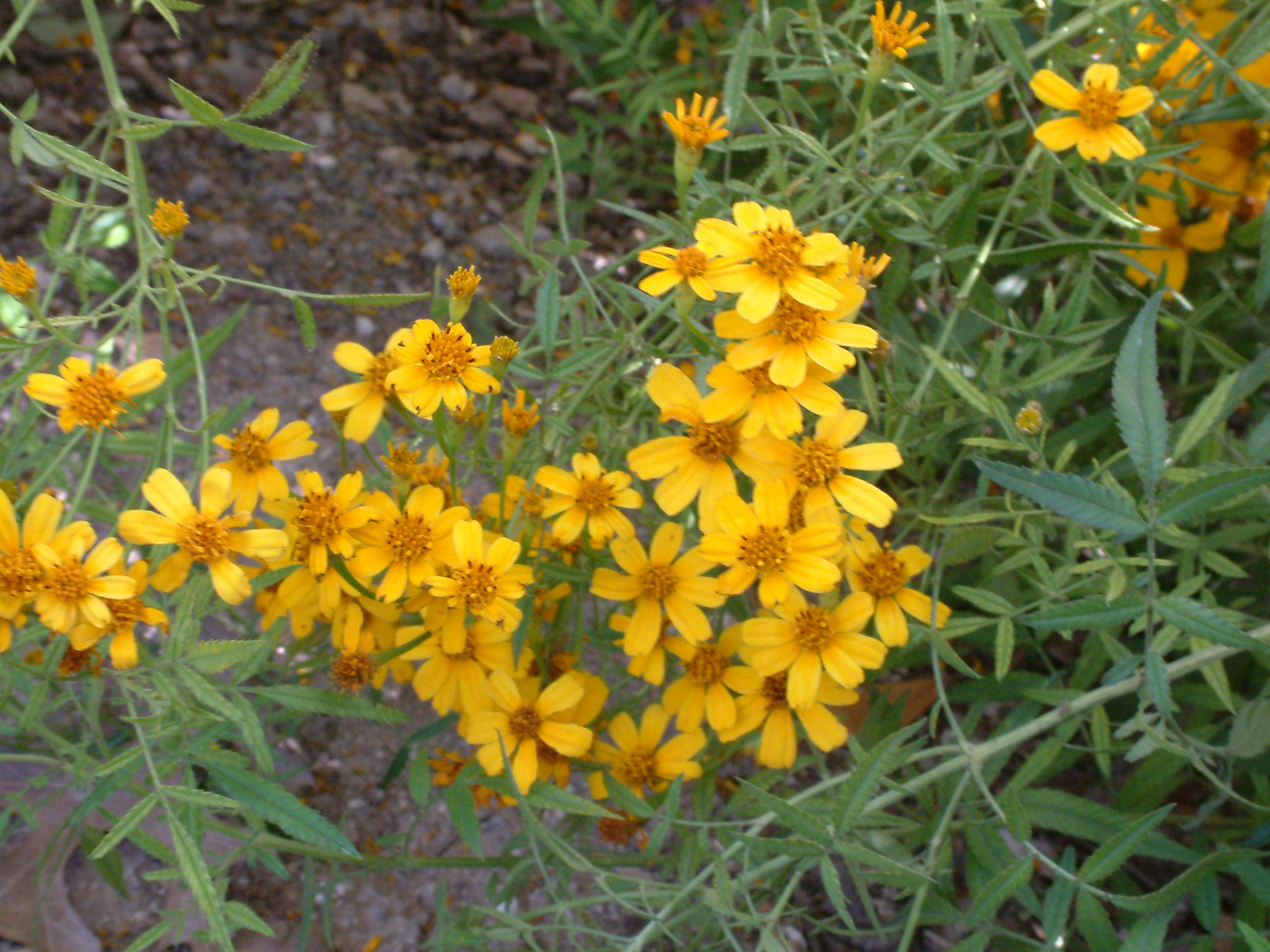 Tagetes lemmonii