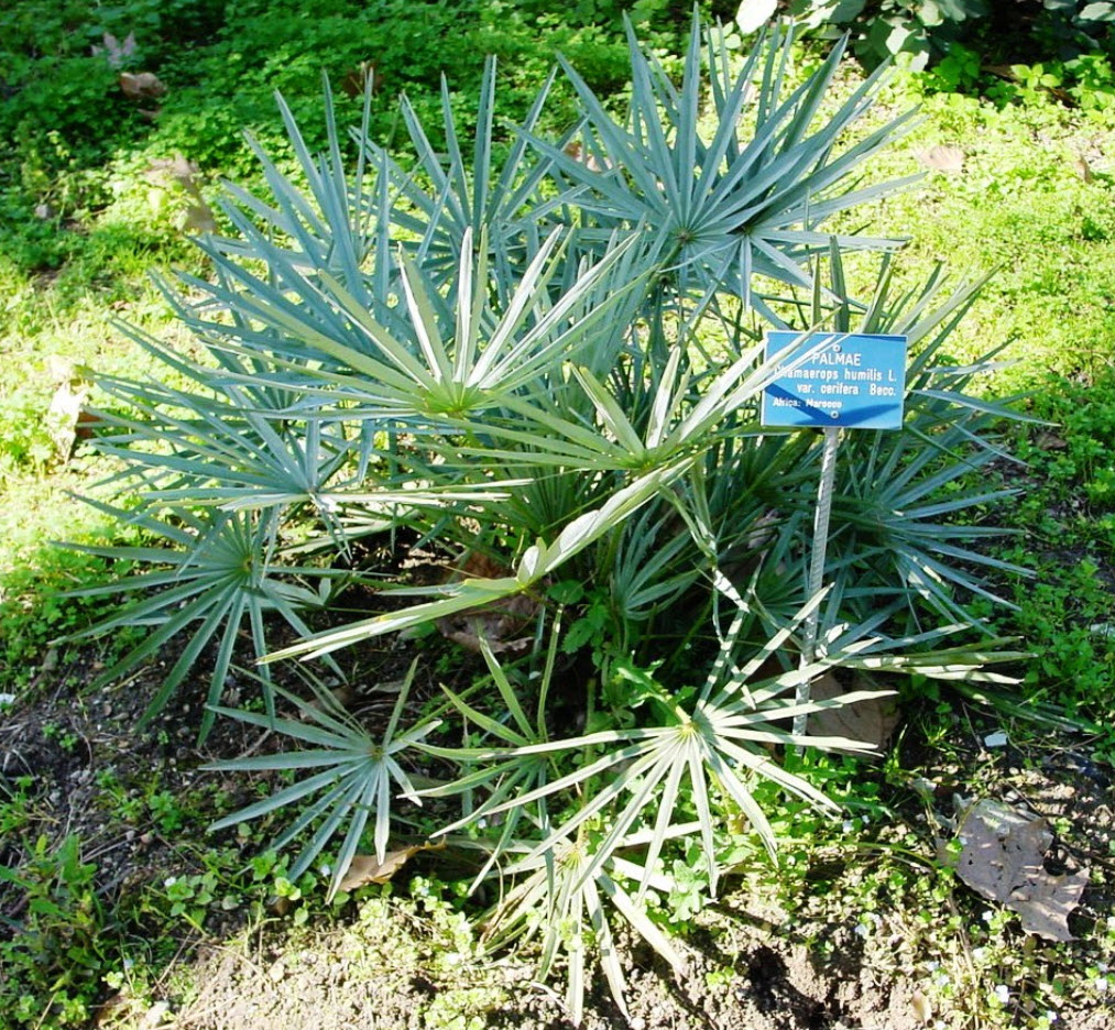 Chamaerops humilis 'Cerifera' - Moroccan Blue Palm | PlantMaster