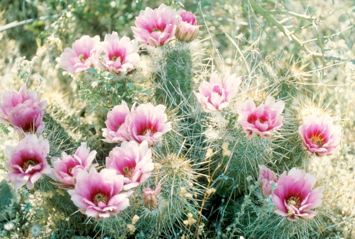 tuna cactus plant Nopal Prickly Pear main image 1
