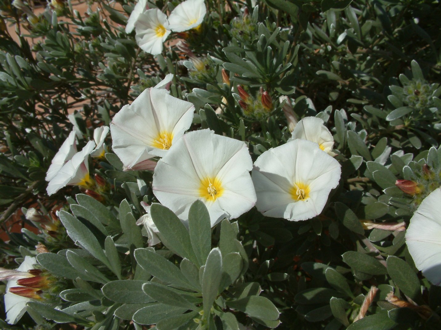 Convolvulus cneorum - Bush Morning Glory | PlantMaster