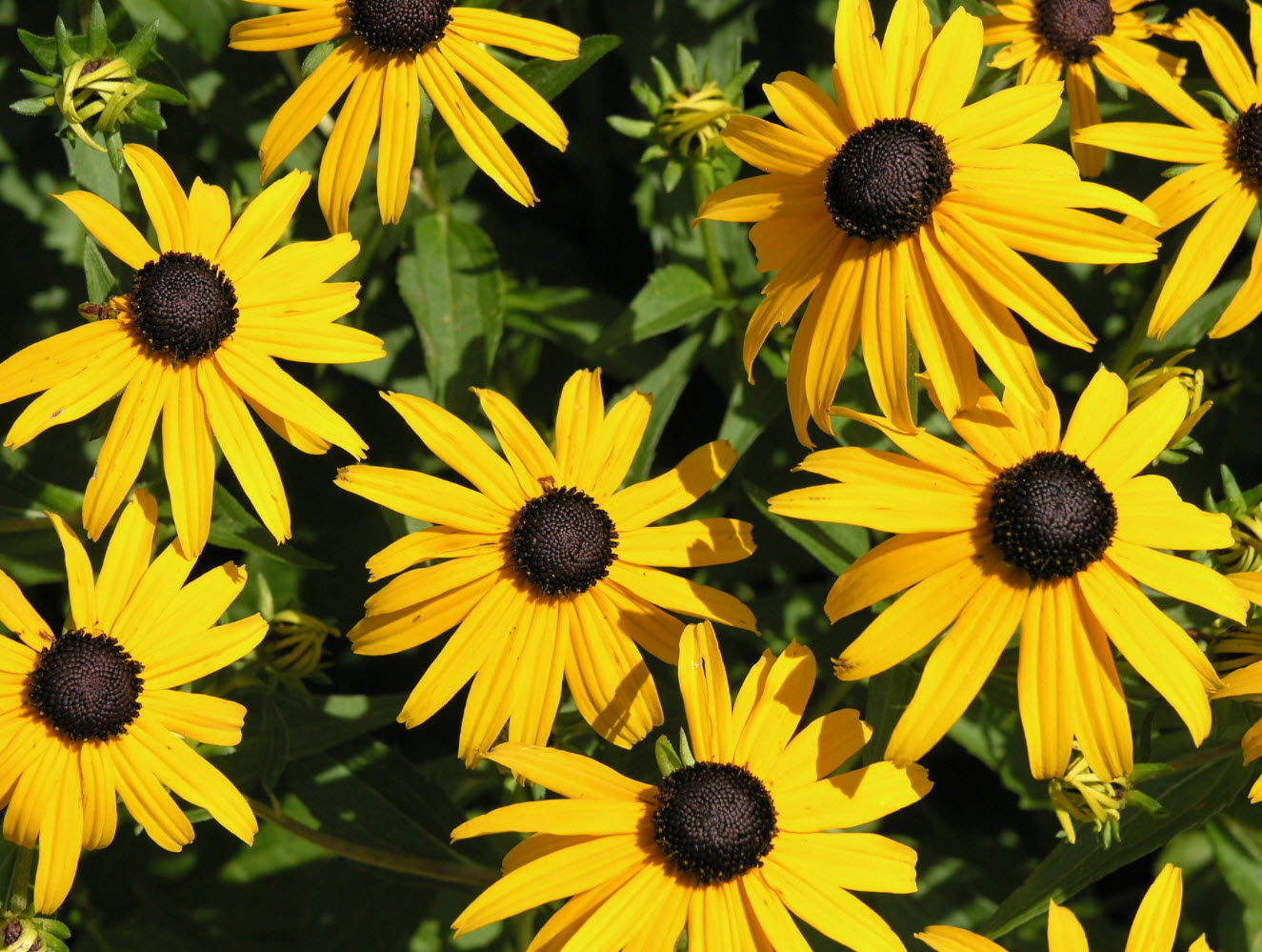 Rudbeckia Fulgida Leaves