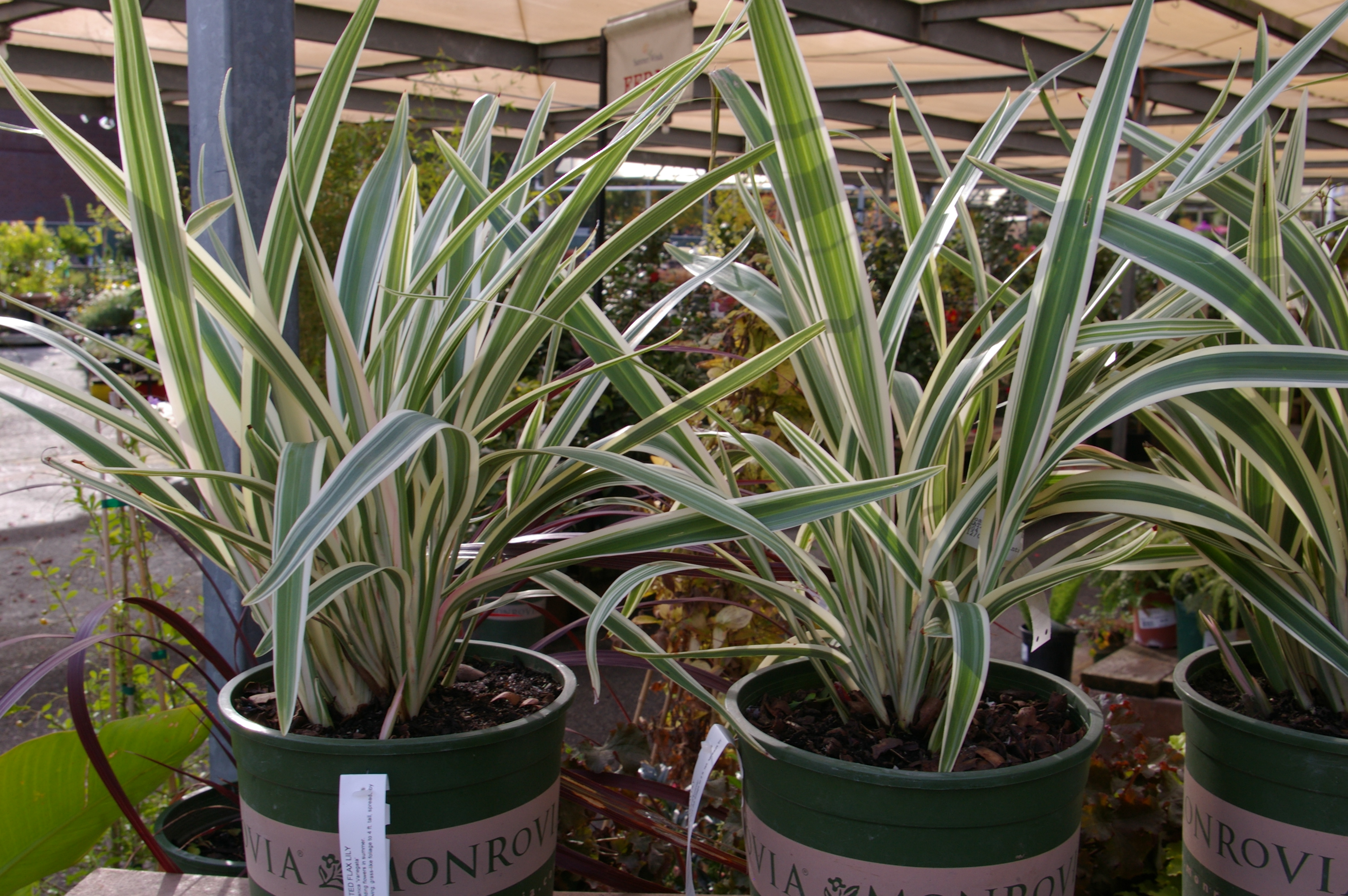 Dianella tasmanica 'Variegata' - Variegated Tasmanian Flax Lily |  PlantMaster