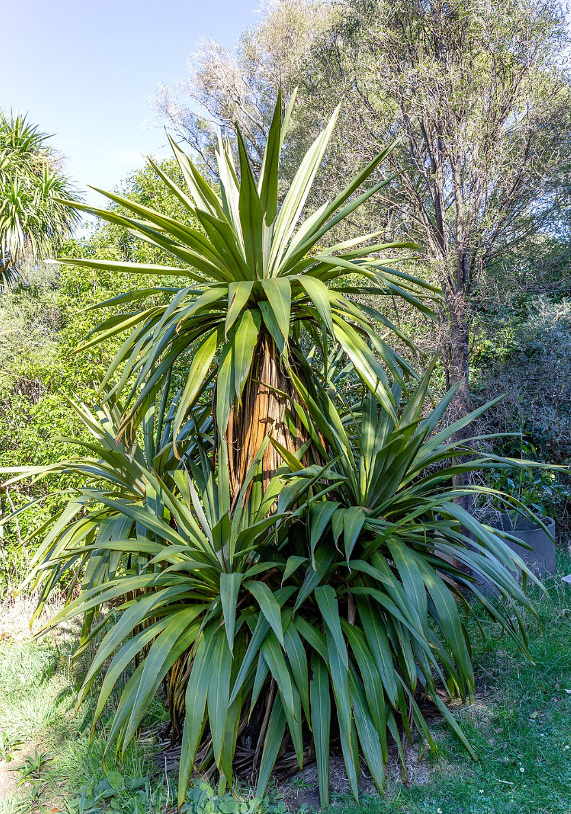 Cordyline indivisa - Blue Dracaena | PlantMaster