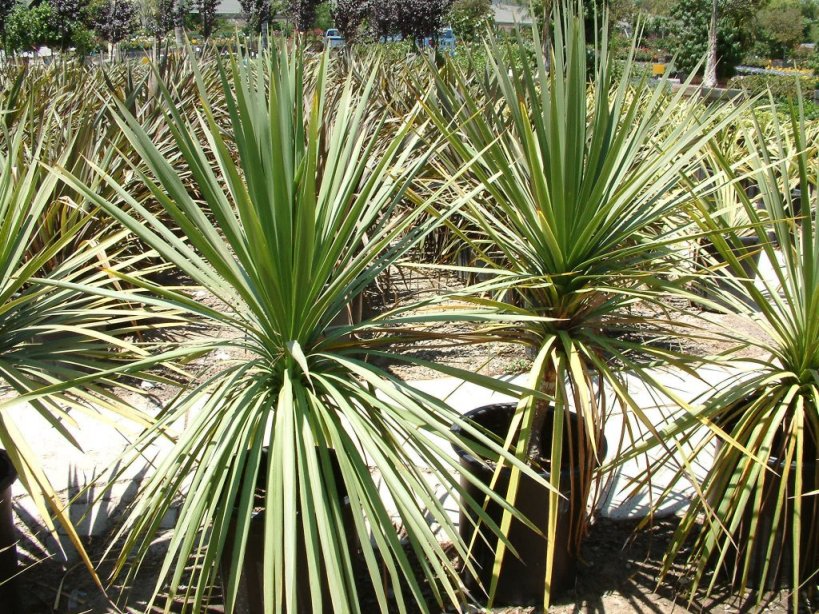 Cordyline indivisa - Blue Dracaena | PlantMaster