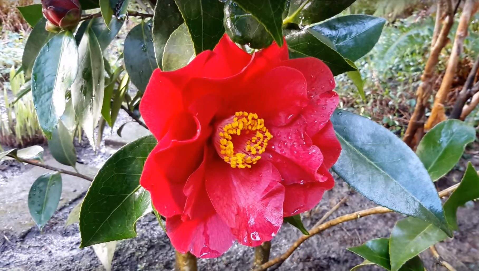 pois mellow cami メローキャミ Camellia japonica 'Bob Hope' - Bob Hope Shade Camellia