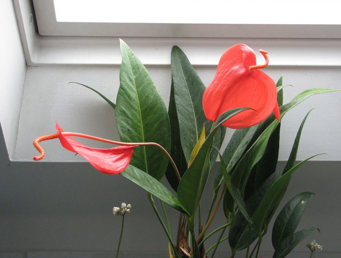 aglaonema chinese Aglaonema 'Butterfly' (Chinese Evergreen) – Verdant Yakima main image 0