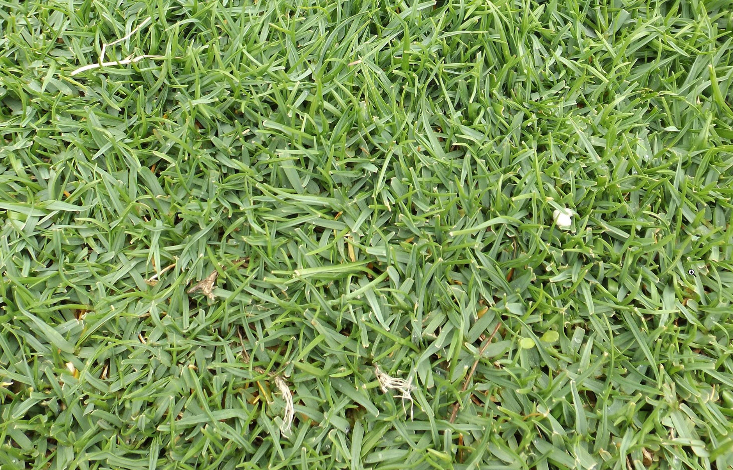 Agrostis Pallens Native Bentgrass Plantmaster 