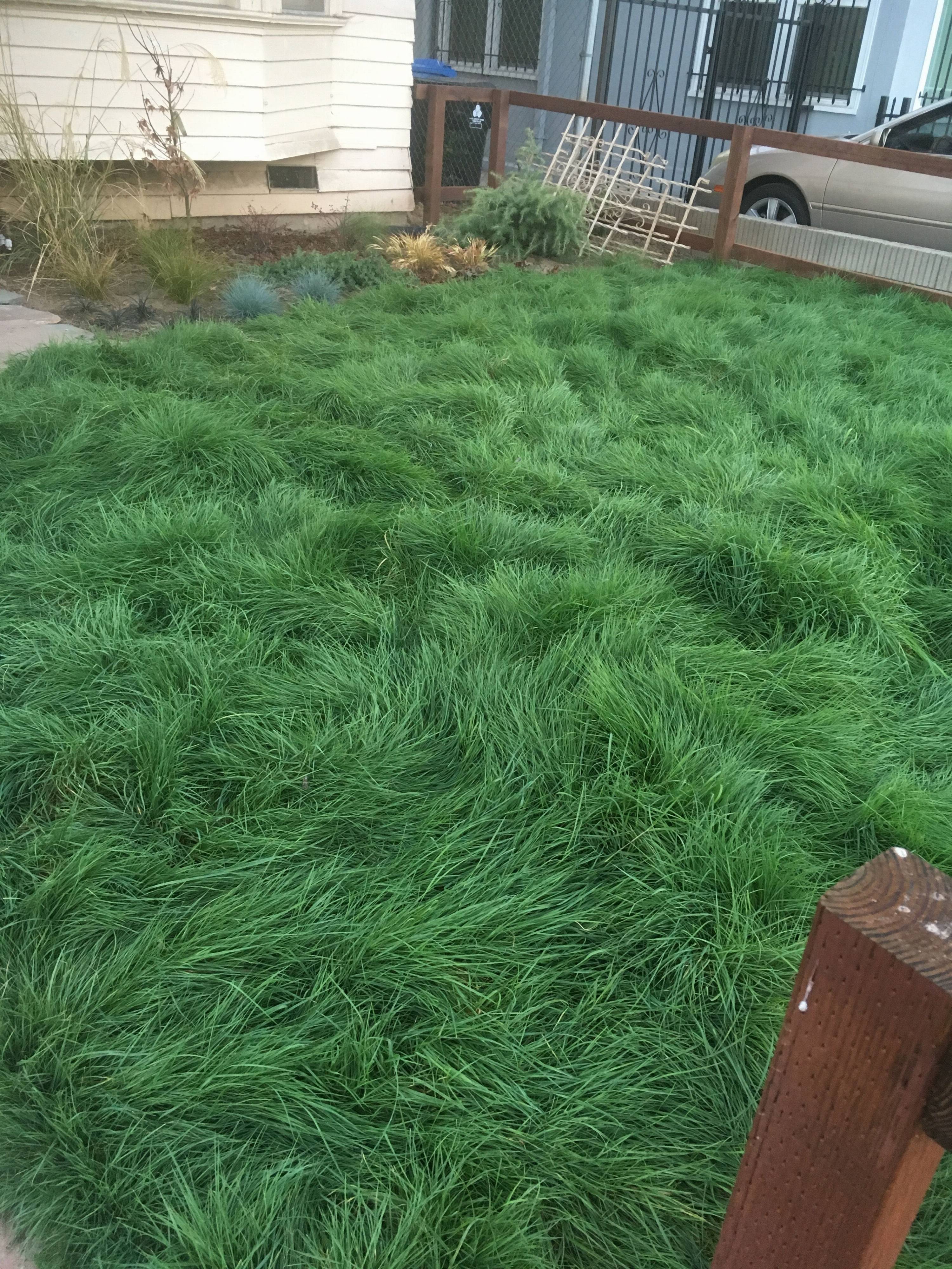 Agrostis Pallens Native Bentgrass Plantmaster 