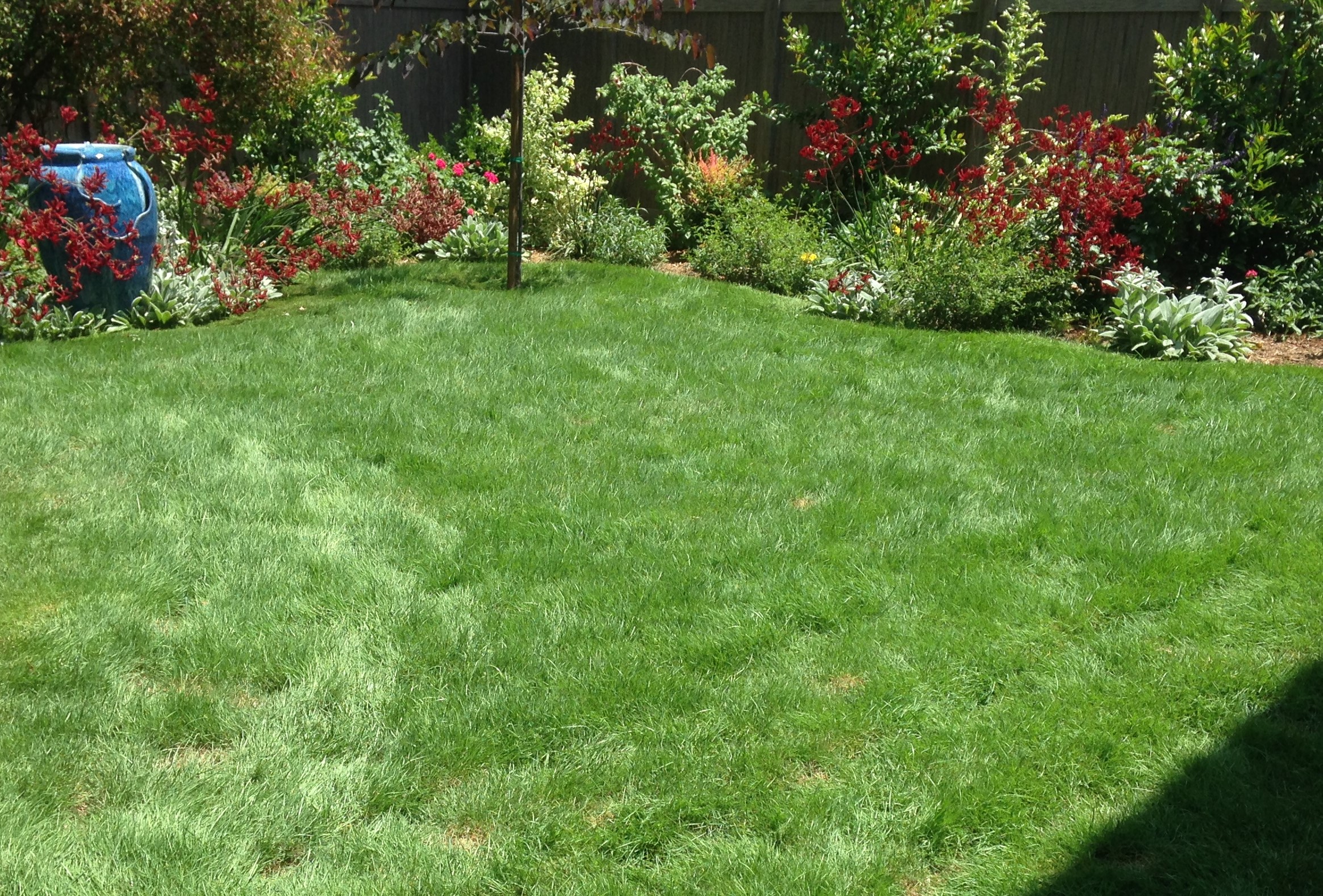 Agrostis Pallens Native Bentgrass Plantmaster 