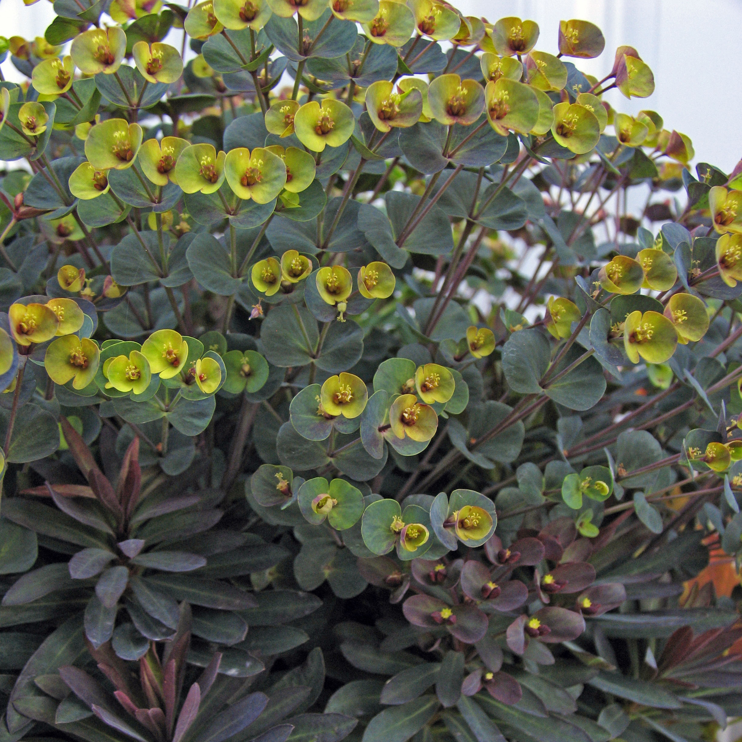 chile piquin plant Chile Tepn