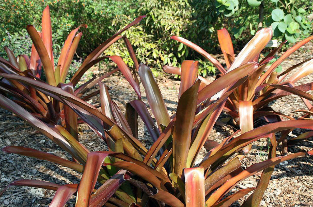 Aechmea blanchetiana 'Wally Berg' - Wally Berg Aechmea | PlantMaster