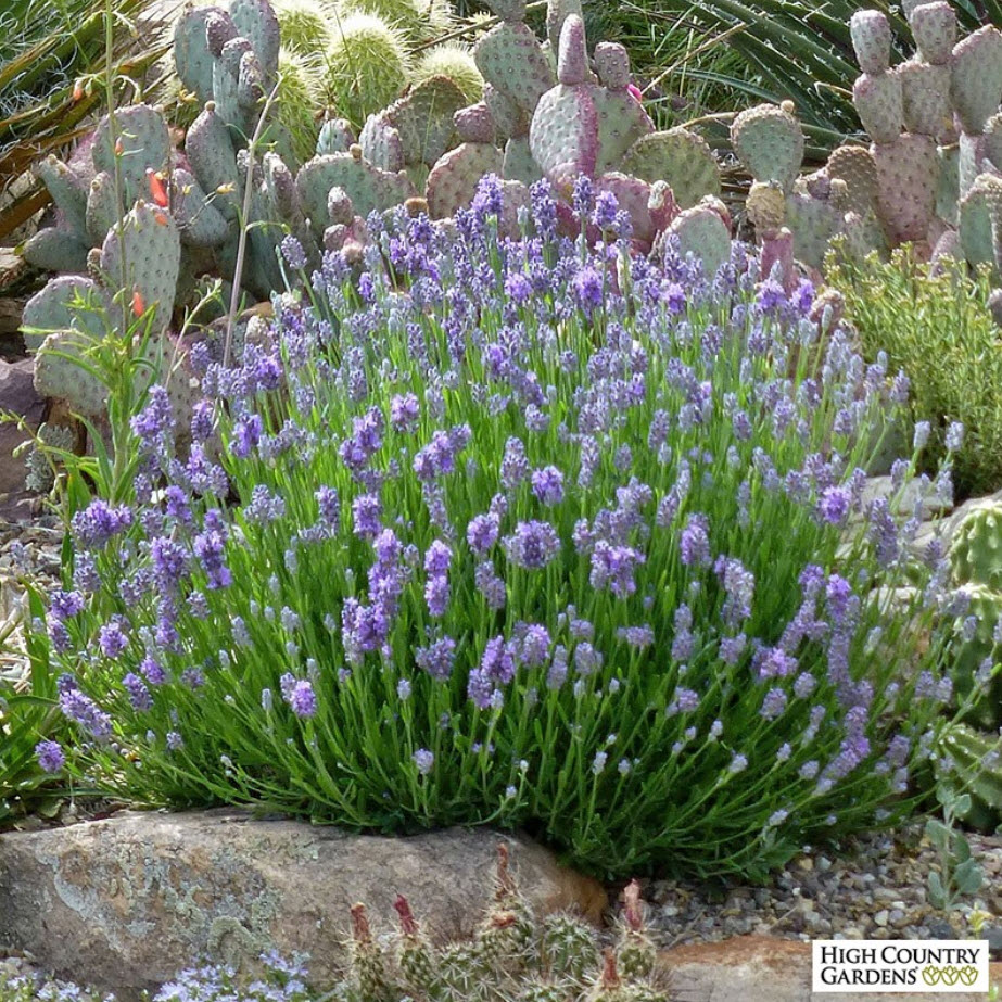 Thumbelina Leigh Dwarf English Lavender Seeds Discounts Shops Www thumbelina-leigh-dwarf-english-lavender-seeds-discounts-shops-www