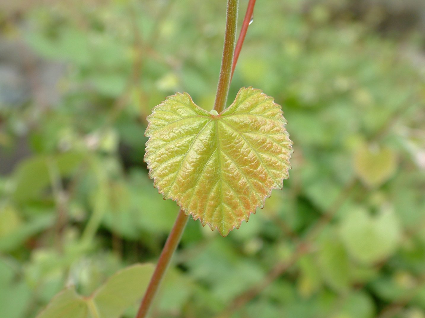 Vitis californica - California Wild Grape | PlantMaster