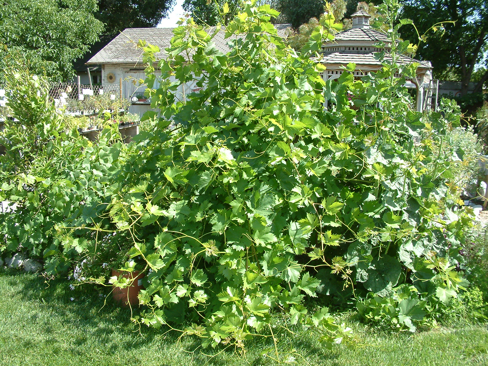 Vitis californica - California Wild Grape | PlantMaster