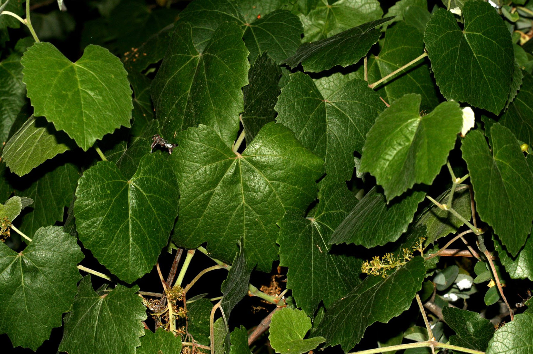 Vitis californica - California Wild Grape | PlantMaster
