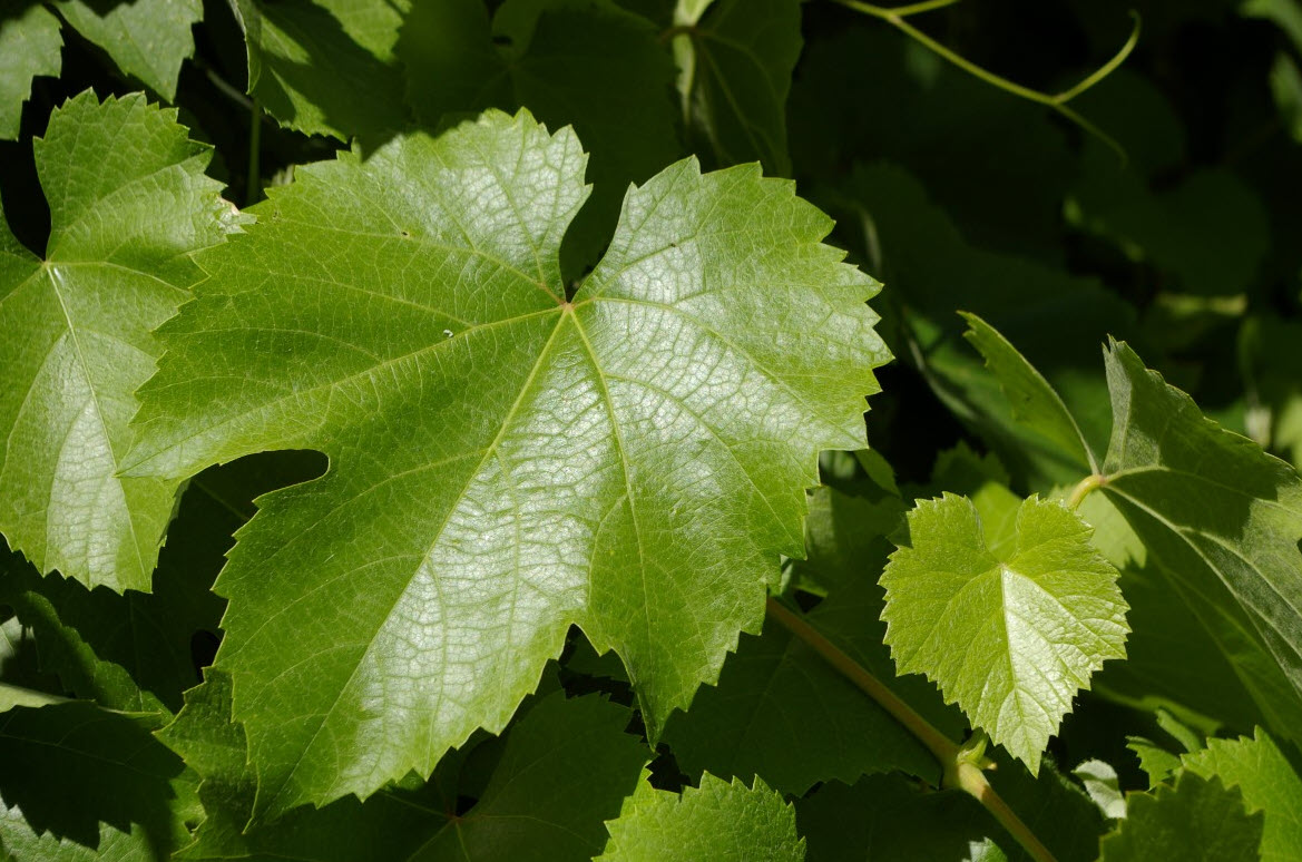 Vitis californica - California Wild Grape | PlantMaster