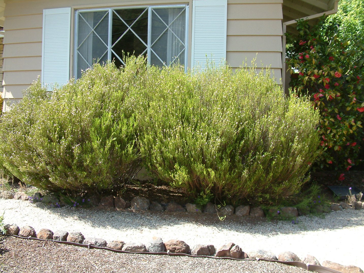 Breath heaven pink shrub shrubs plants flowering quart pot lowes bulbs lawn planters seeds garden plant Breath of heaven plant