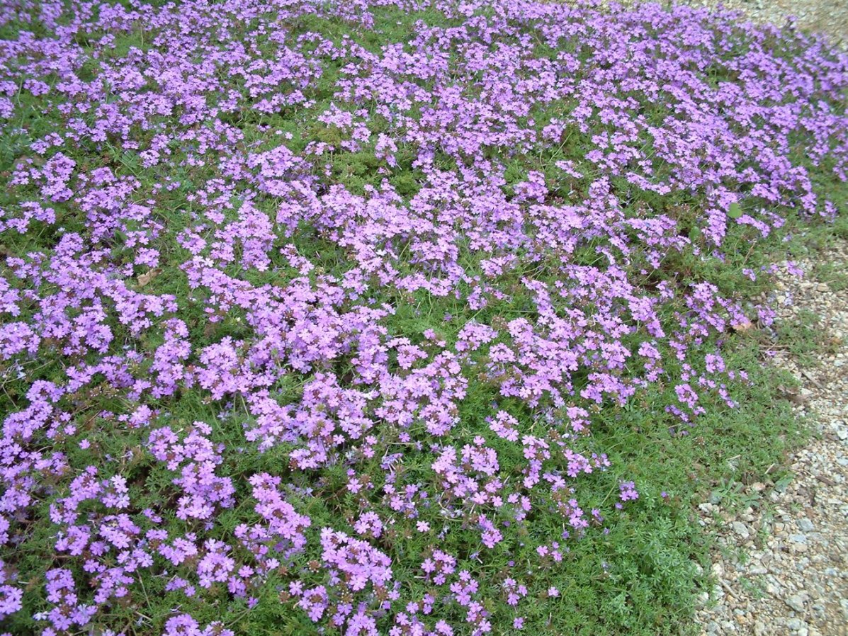 Verbena 'Homestead Purple' - Homestead Purple Verbena | PlantMaster