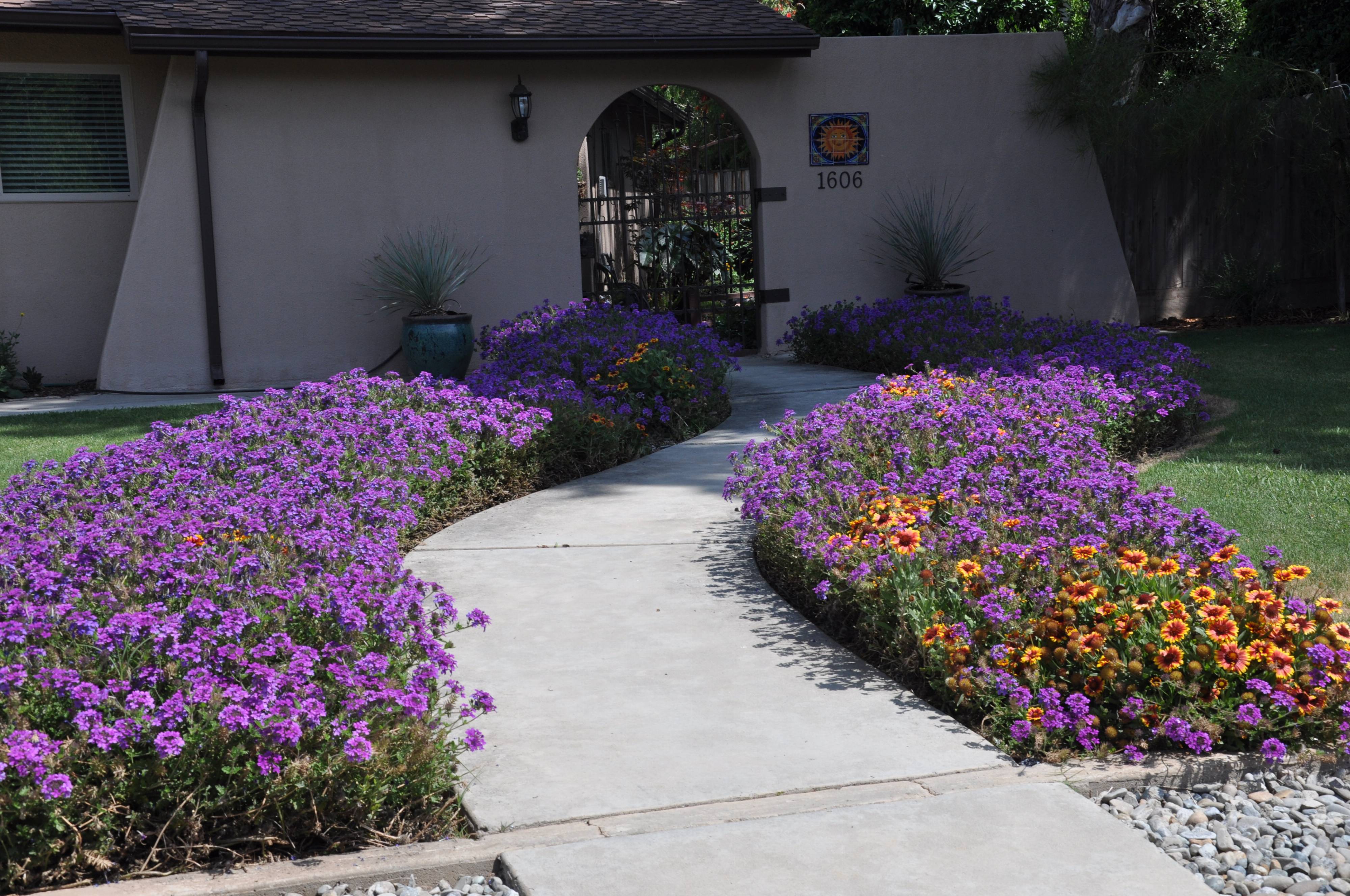 Verbena peruviana 'Homestead Purple' Home landscaping, Front yard, Front yard la