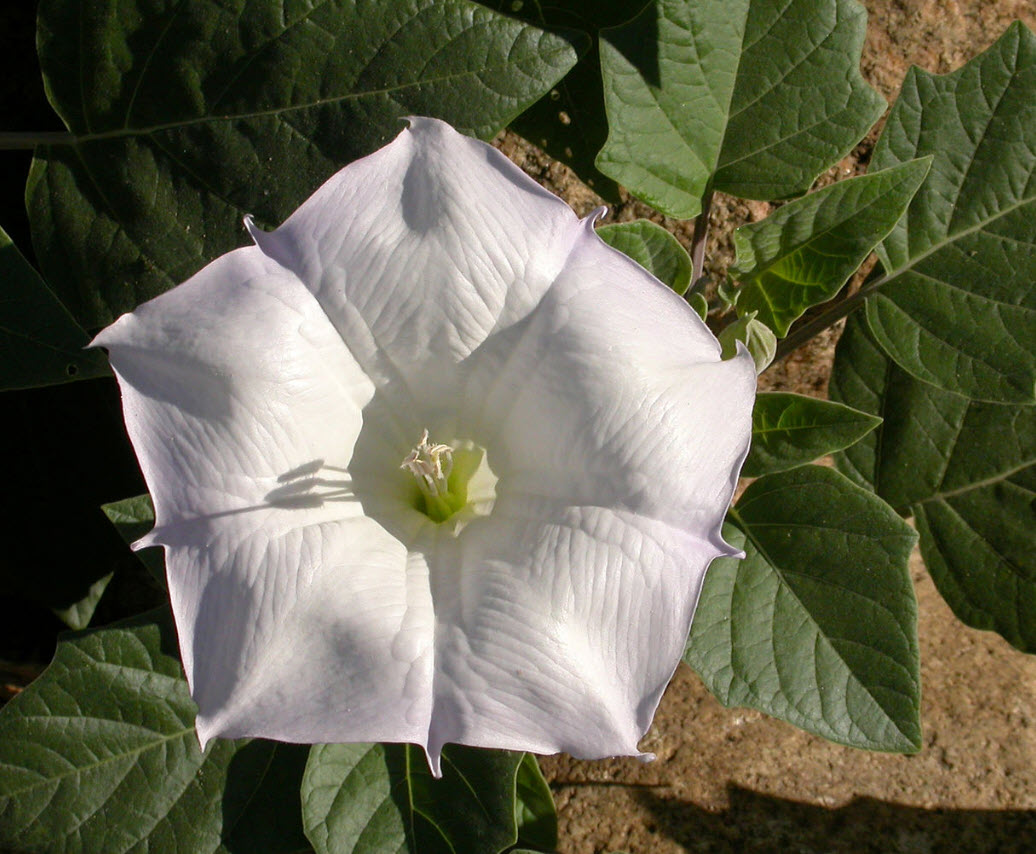 Datura stramonium (Jimsonweed) - FSUS, image size:1036x854