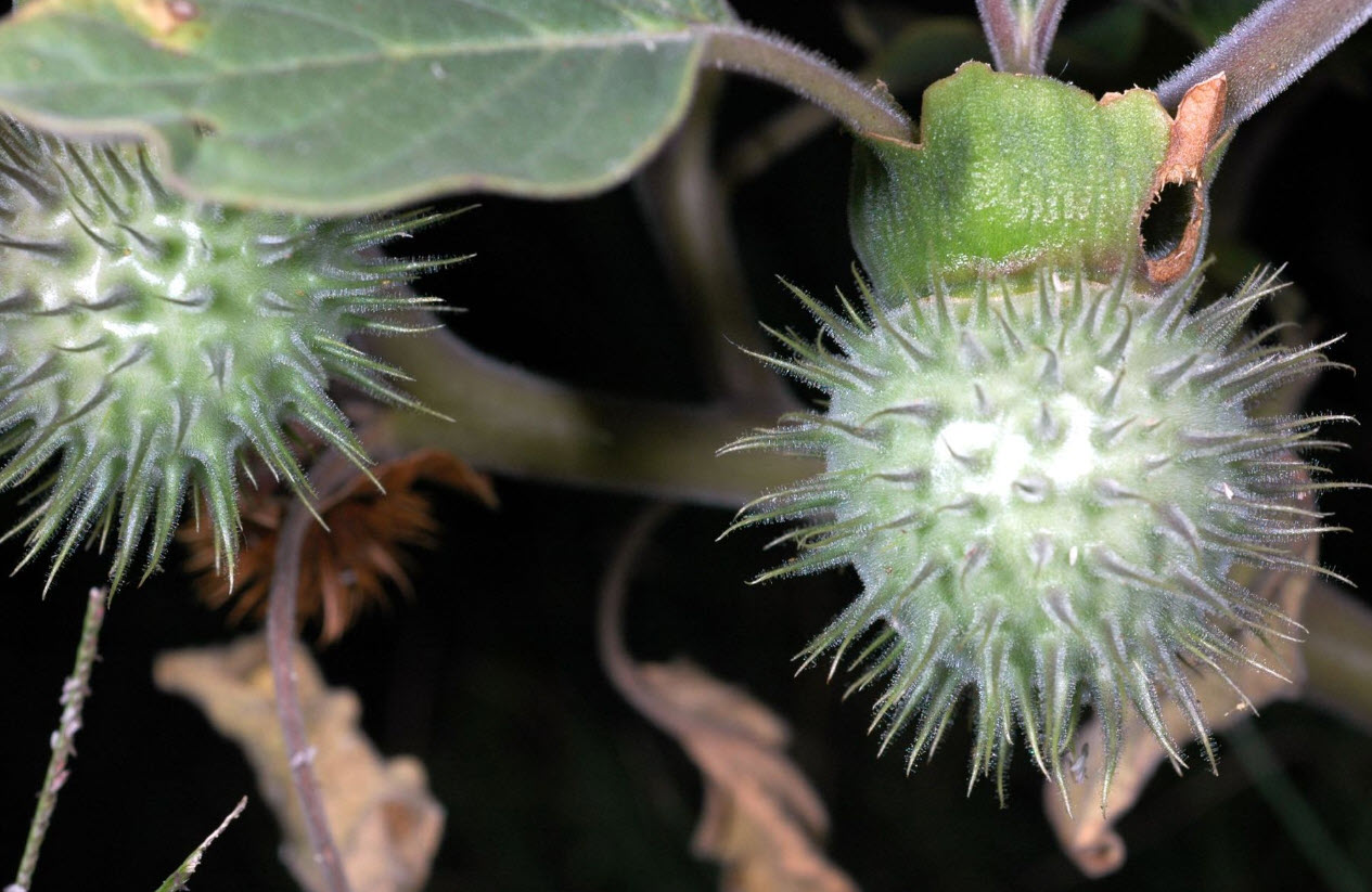 Datura wrightii - Sacred Datura | PlantMaster, image size:1265x823